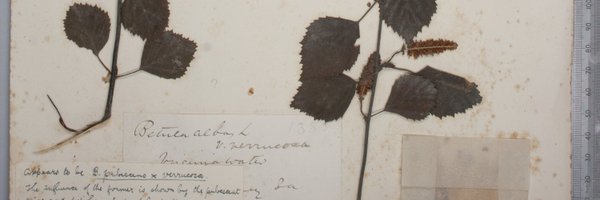 tomjeffreys Profile Banner