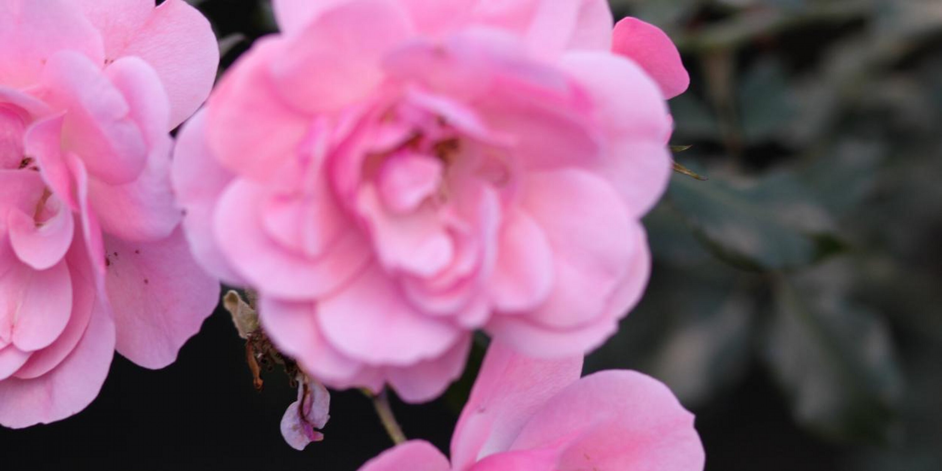 Jay-Dee Pitcaithly banner