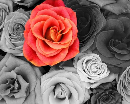Victoria_Rose45's profile banner image