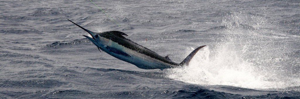 Save Democracy banner