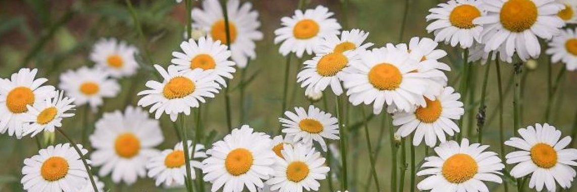 EARL 🌷🌸 banner