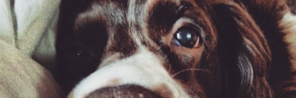 kysharkz's profile banner image