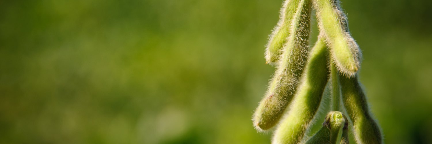 MS SOYBEAN BOARD banner