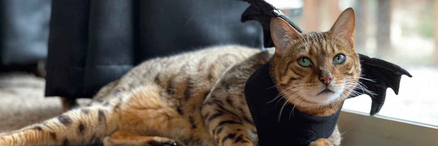 gingervaliant's profile banner image