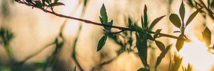 AninSabrina's profile banner image