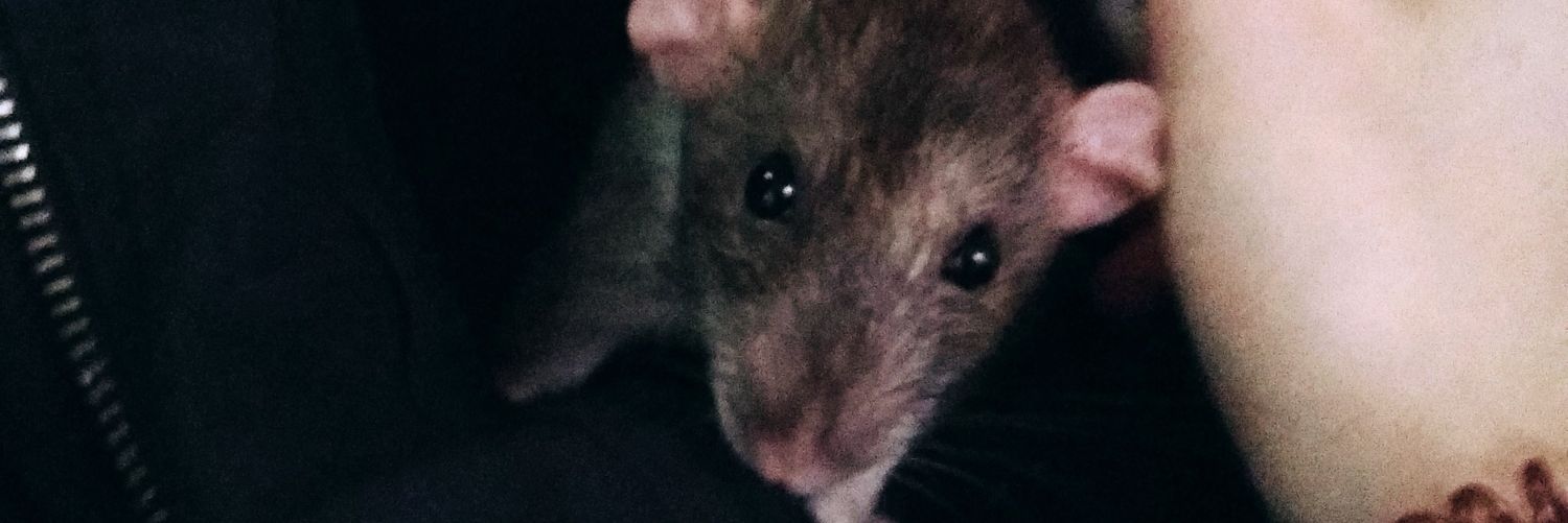 lauruchu's profile banner image