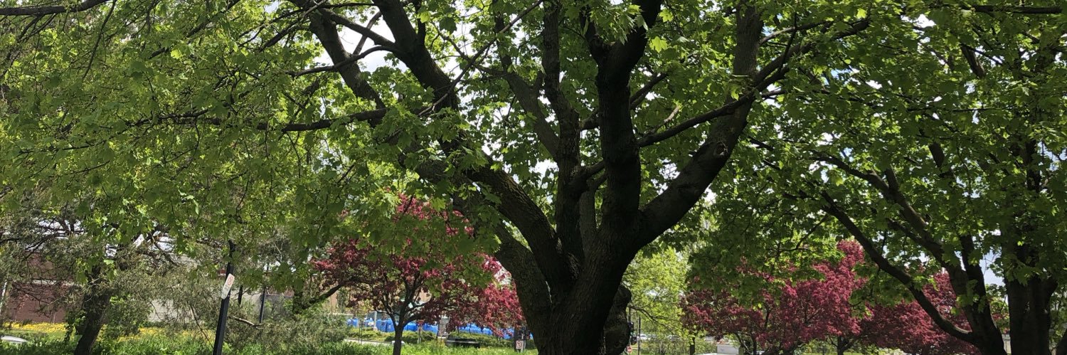 Fabiola N. Aladin banner