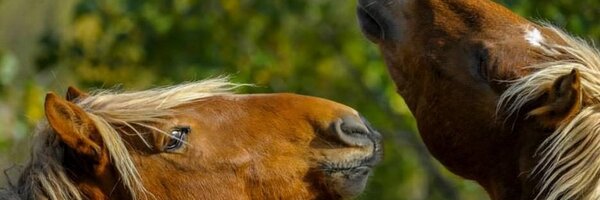martavet11 Profile Banner
