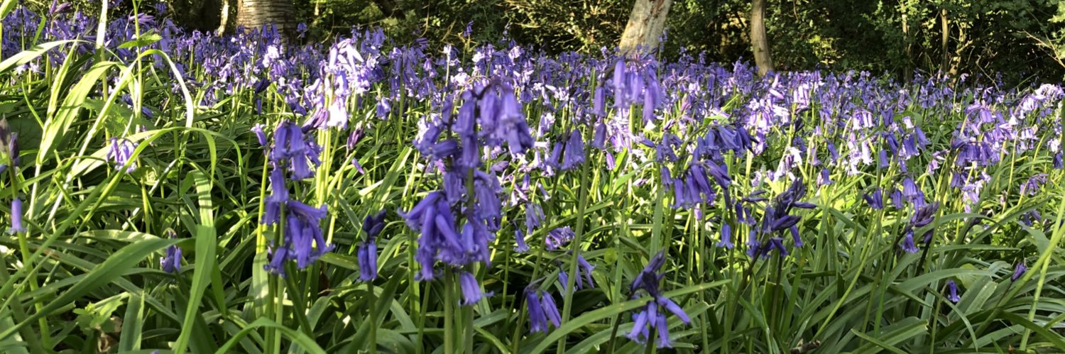Rebecca Lewis banner