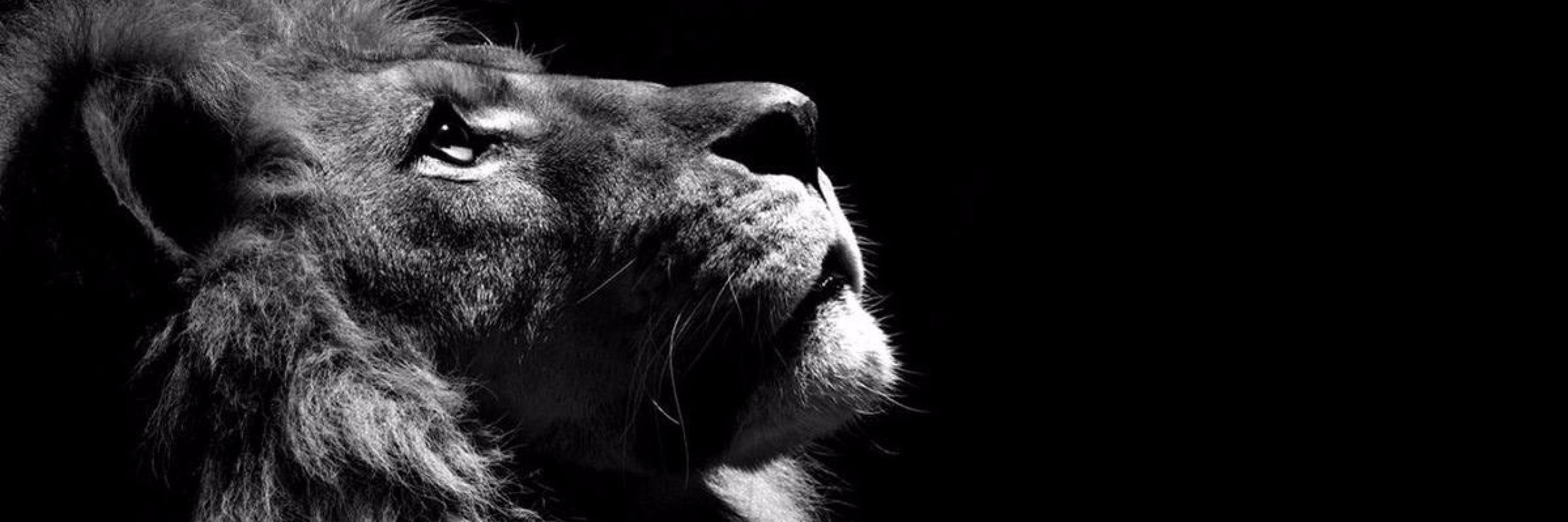 basibozuk82's profile banner image