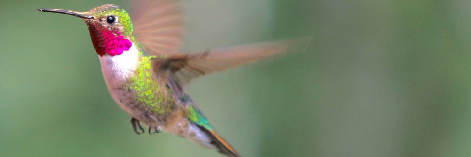 Sharon Hummingbird (she/her/hers) 🏳️‍🌈💙 banner