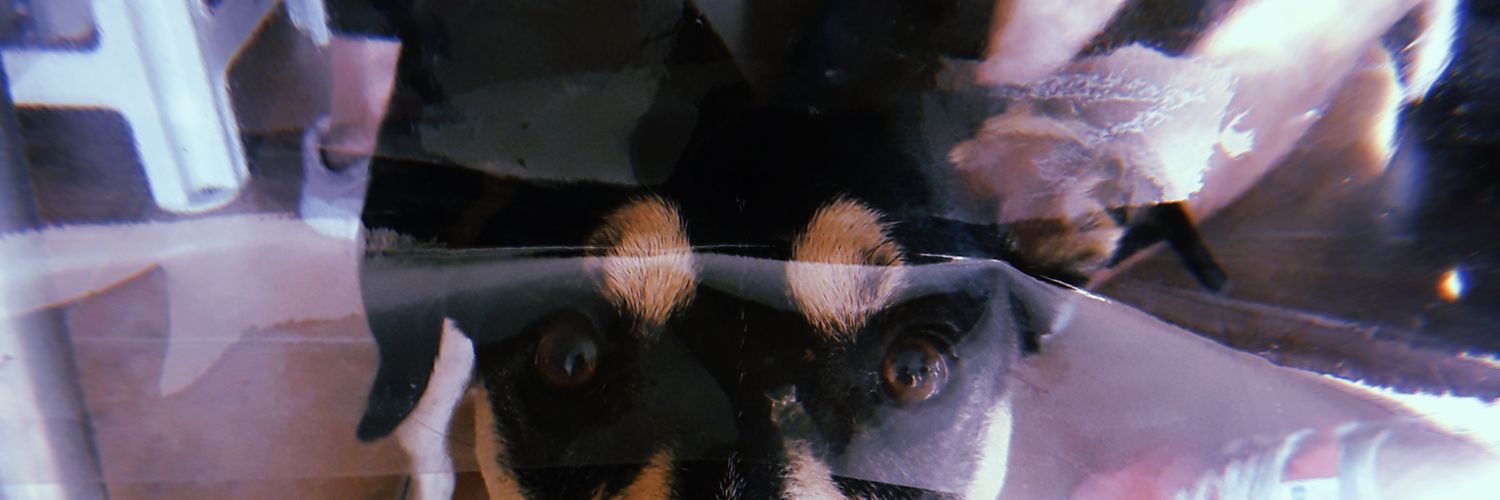 venticinqueb's profile banner image