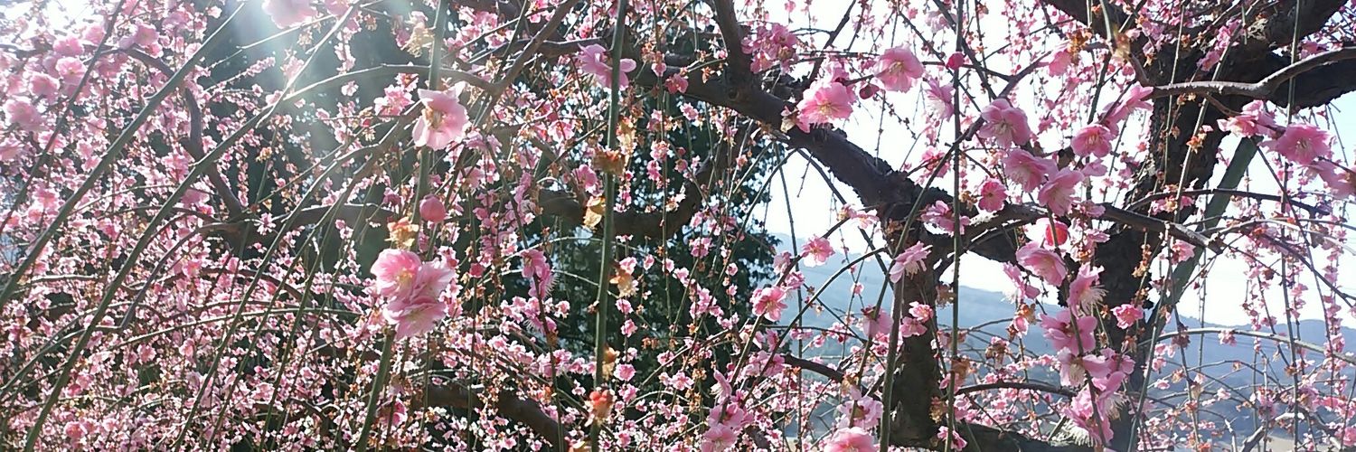 laddict666's profile banner image