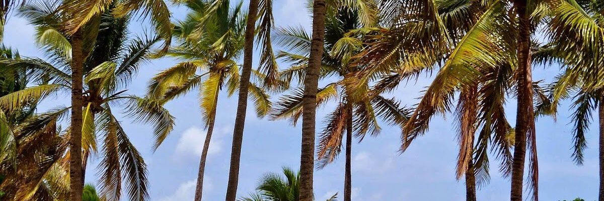 __chayi's profile banner image