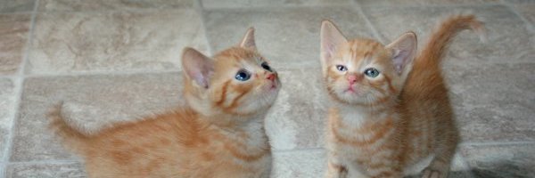 BooteHomeforCat's profile banner image