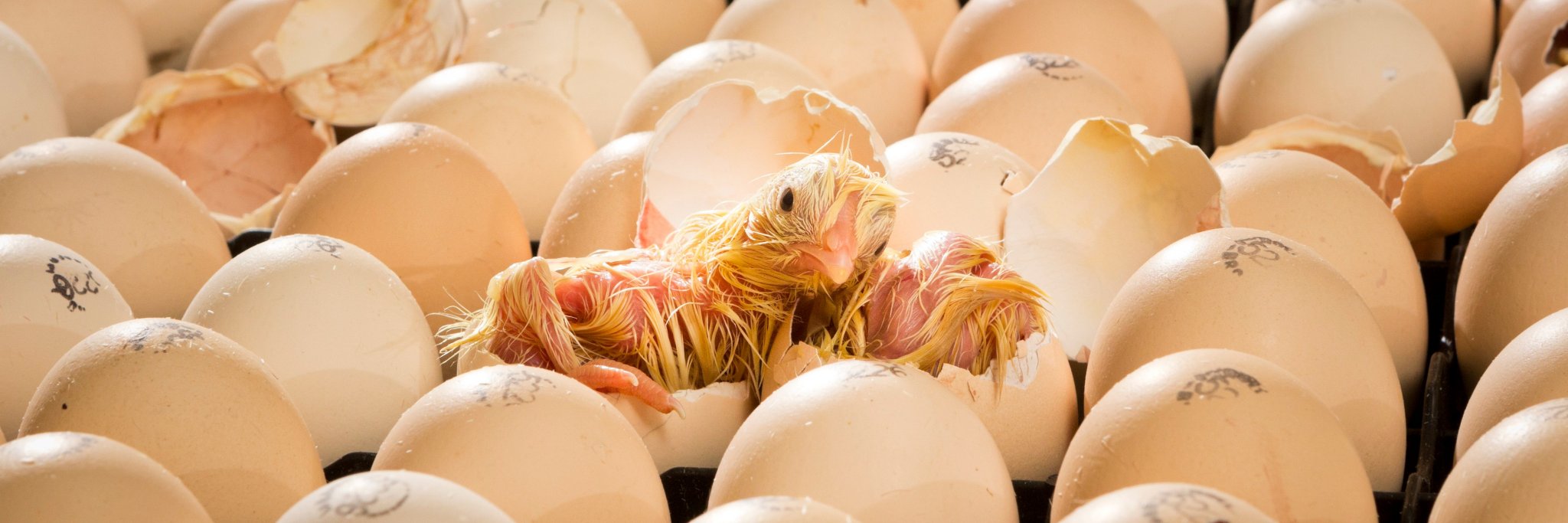 Poultry World_global banner