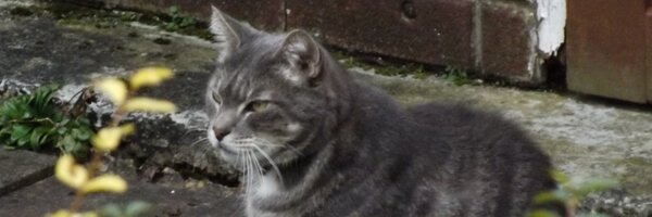 stephenPithouse Profile Banner