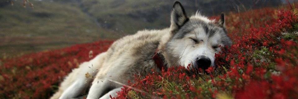 Álvaro Agámez Licha banner