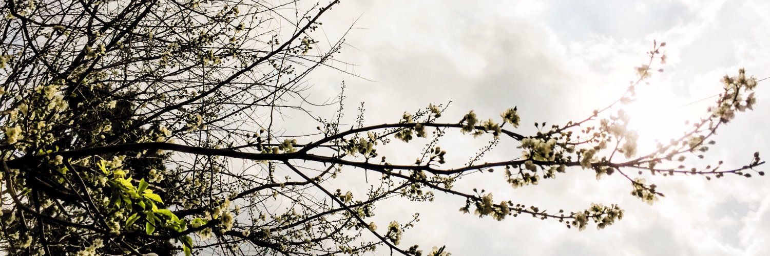 burcunesipoglu's profile banner image