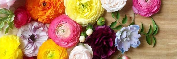 Brooke Coplin banner