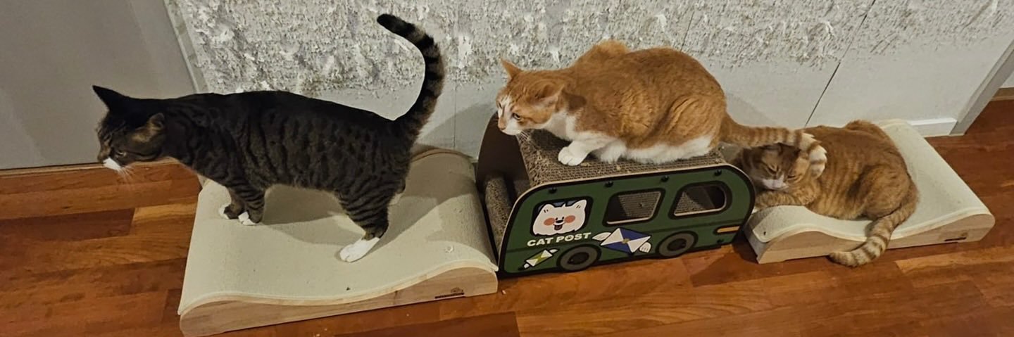 •̀ᴗ•̀ banner