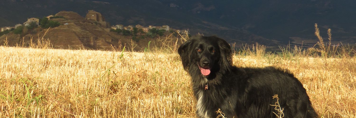 Ardilaury's profile banner image
