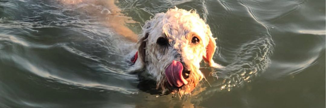 Alison Curtis banner