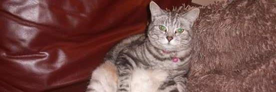 rosiechatcat's profile banner image