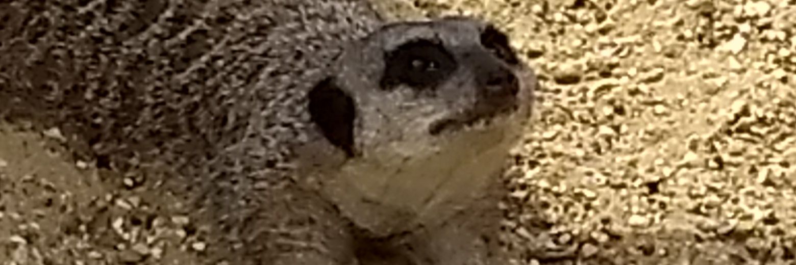 Loubie6's profile banner image