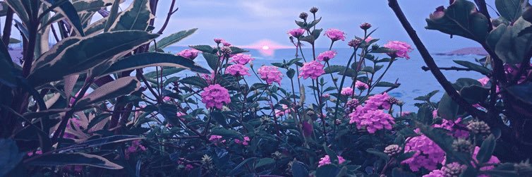 mayapapaaaya's profile banner image
