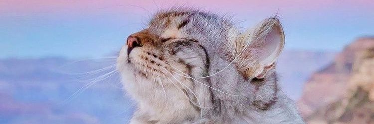 chamndae's profile banner image