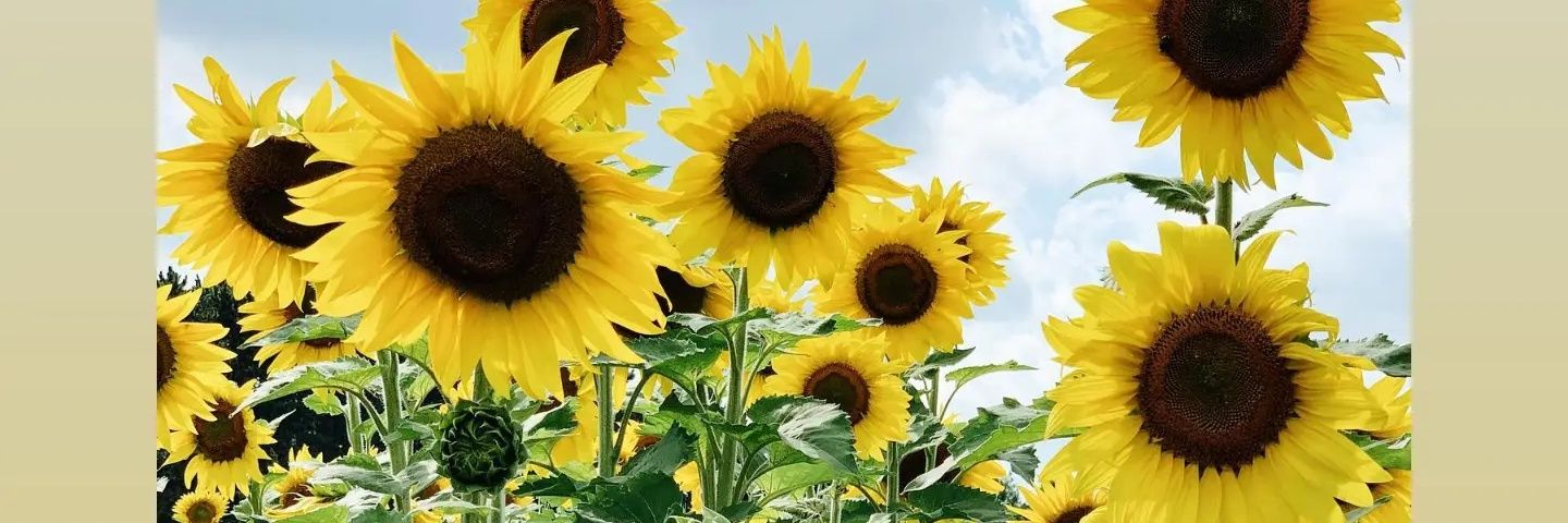 tEE_risHa's profile banner image