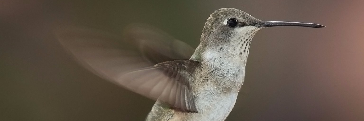 cmhharshbarger's profile banner image