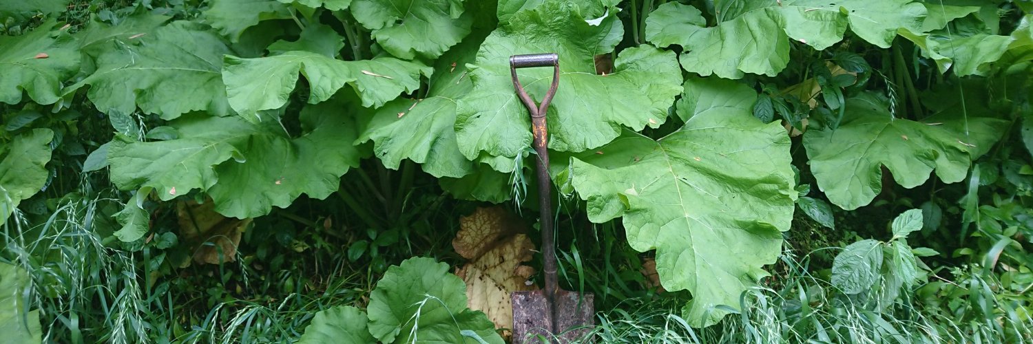 野良ごぼう banner