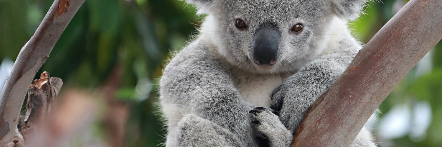 Georgina Siri 🐨🦘 banner