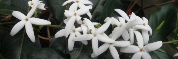 BotanyRNG Profile Banner