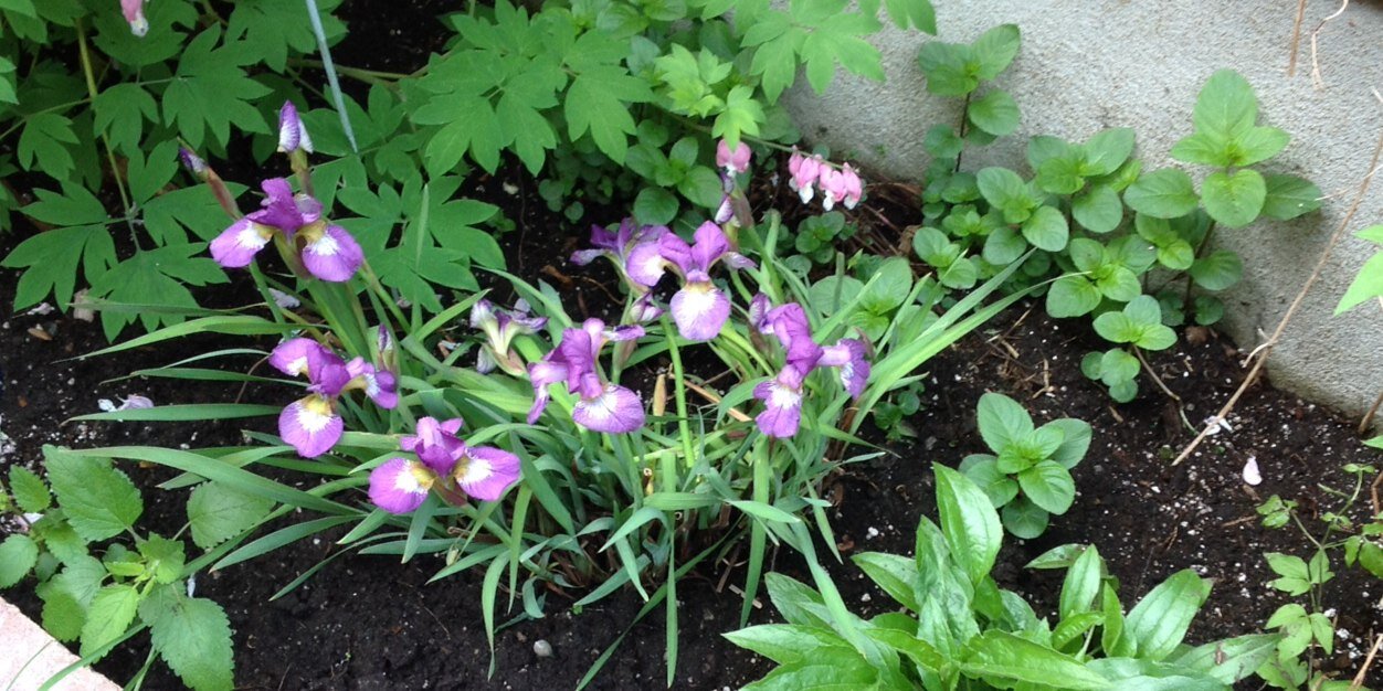 Badhousekeeping banner