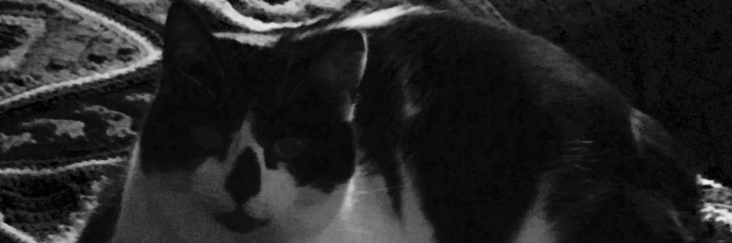 Munkeycub's profile banner image