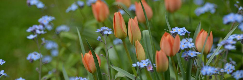 Harriet Rycroft banner