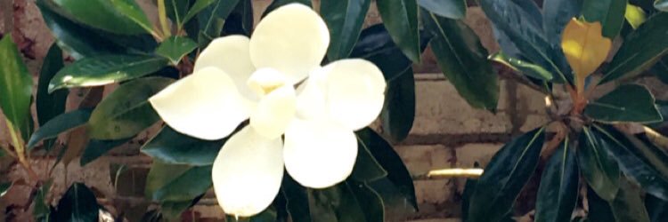 MeganSalters's profile banner image