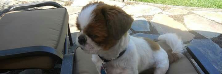 Paula Protine banner