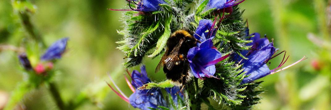 Scotland's Garden and Landscape Heritage (SGLH) banner