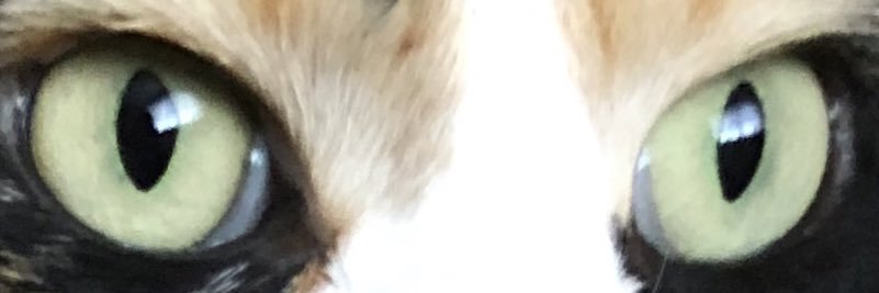 IzabelaLojko's profile banner image