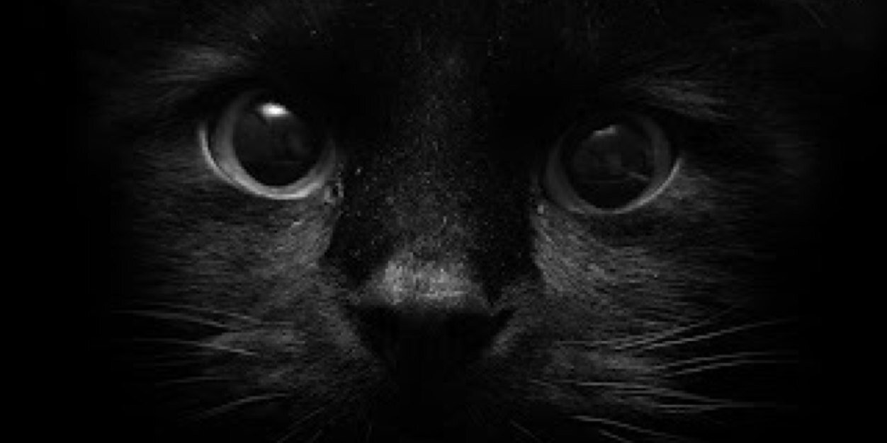 elleboyce's profile banner image