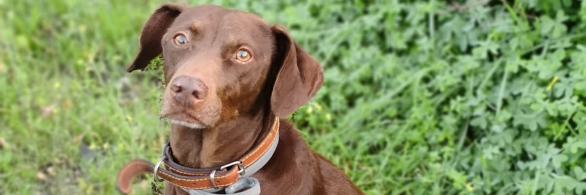 TerwilligerGino's profile banner image