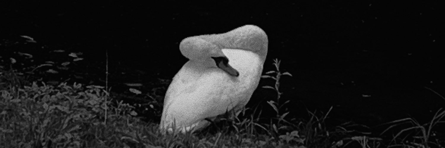 AlexiaCalderonT's profile banner image