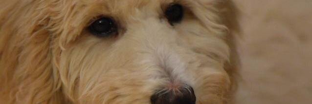 HappySquirrel91's profile banner image
