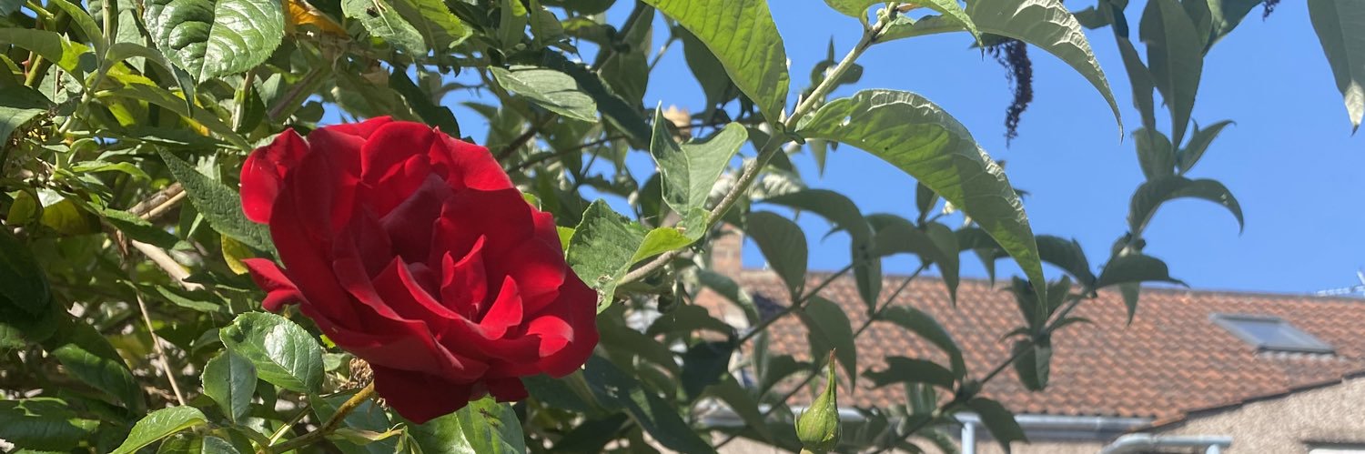 Delbertwilk's profile banner image
