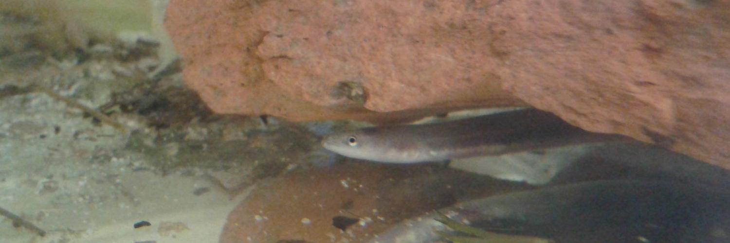 Glaven Eel Profile Banner