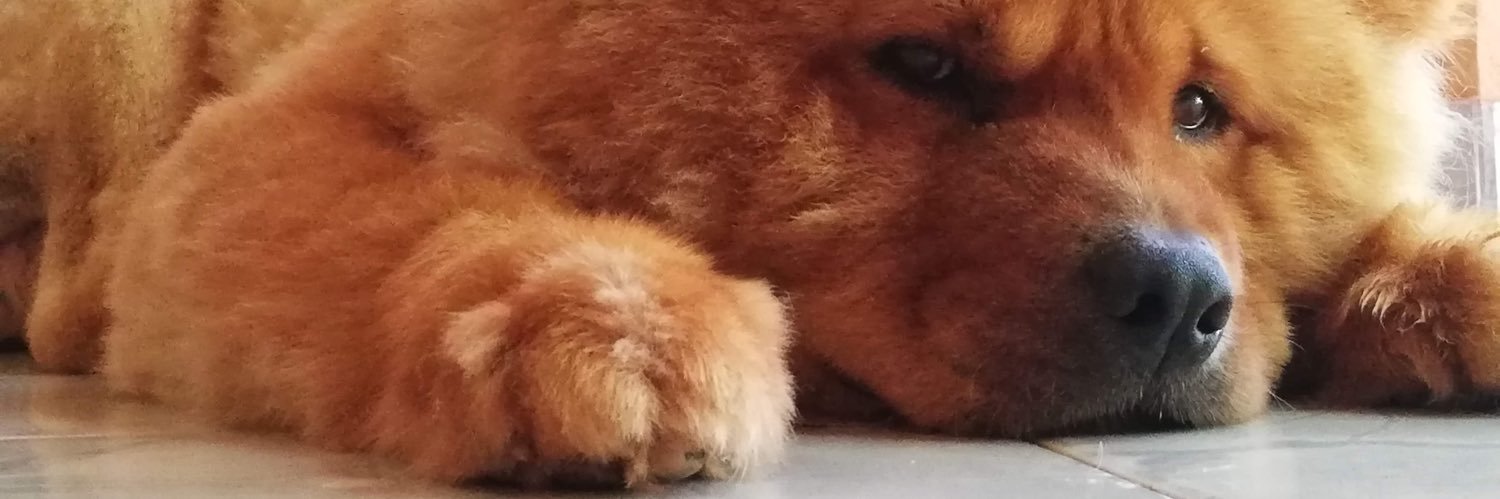 lopezpaz95's profile banner image